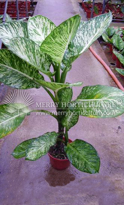 Dieffenbachia sublime (Pot)